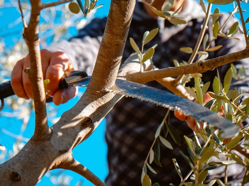 Jarní prořezávání olivovníků