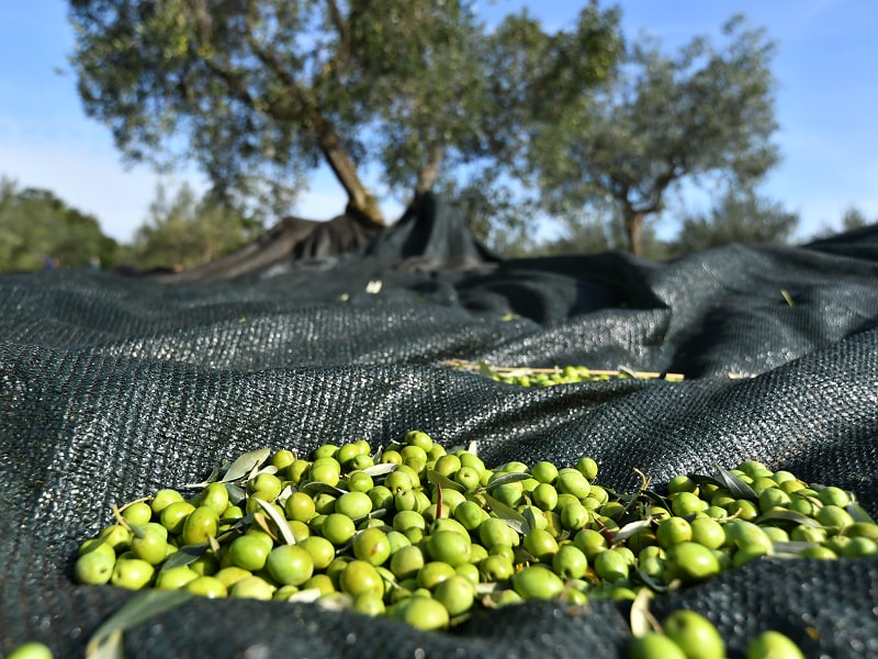 Olivová sklizeň 2022 je tady!