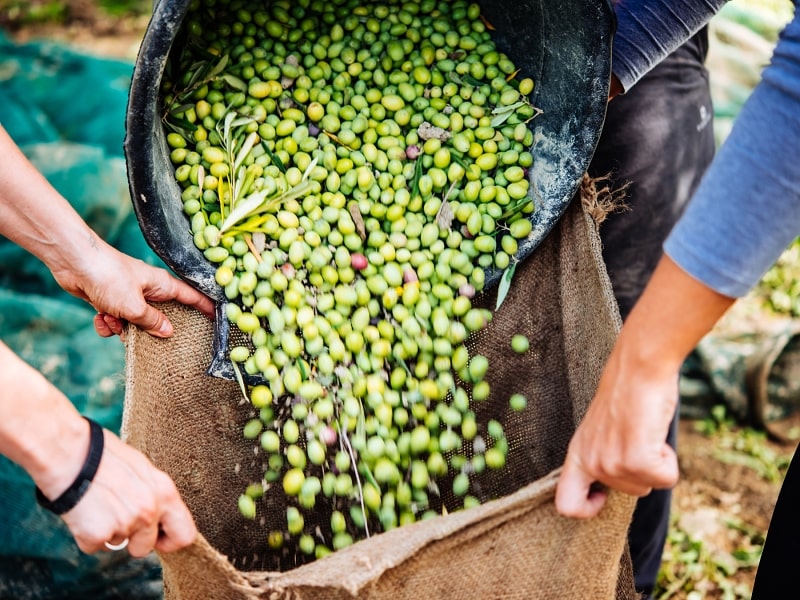 Evropa potvrzuje pokles produkce olivového oleje a výrazné navýšení cen