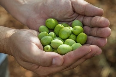 Zralé olivy na rodinné farmě Chiavalon na Istrii