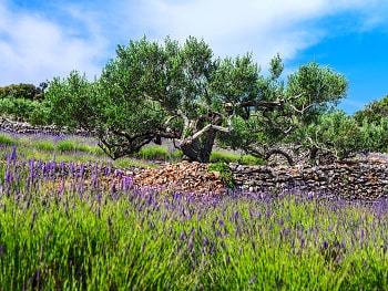 BIO farma fjori fôra na chorvatském ostrově Hvar