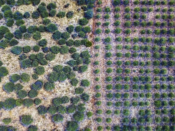BIO farma fjori fôra na chorvatském ostrově Hvar