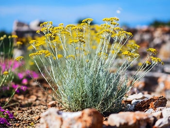 BIO farma fjori fôra na chorvatském ostrově Hvar