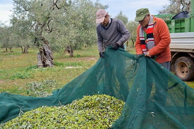 Sklizeň oliv na farmě GangaLupo