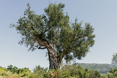 Řecký olivovník 