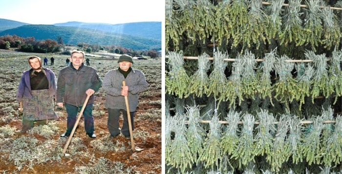 Bylinková rodinná farma Othrys z řecké Thesálie