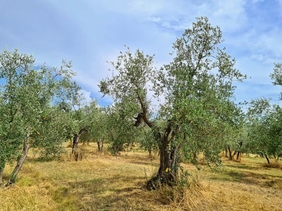 Toskánská rodinná farma Fattoria Ramerino