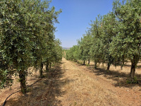  Španělská olivová farma Casas de Hualdo