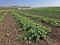  Španělská olivová farma Casas de Hualdo