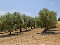  Španělská olivová farma Casas de Hualdo