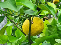  Limone sul Garda