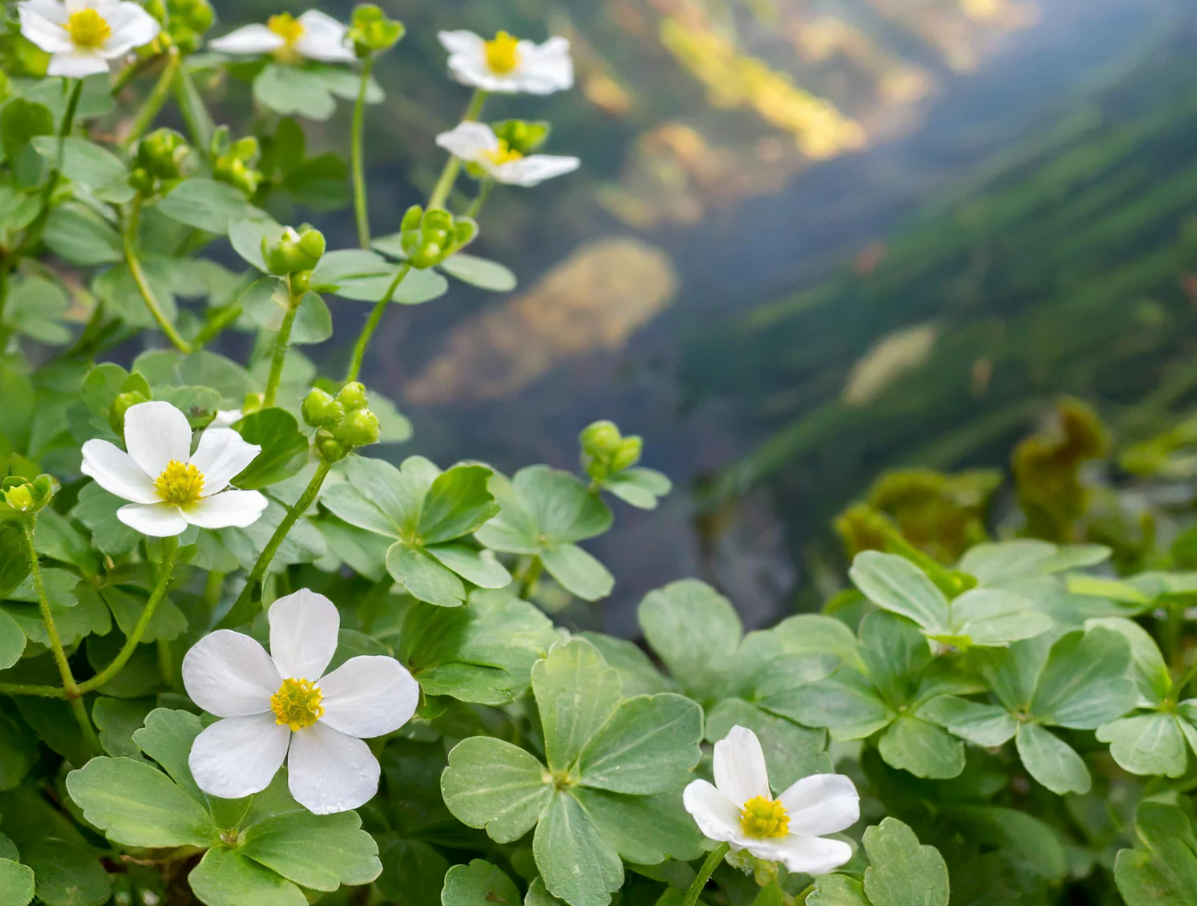 Brahmi: pamäť a koncentrácia