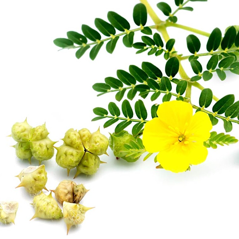 Gokshura (Tribulus terrestris): libido, močové cesty a čo hovorí výskum