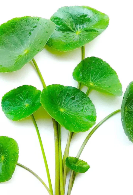Gotu kola (Centella asiatica): pamäť, žily a hojenie rán