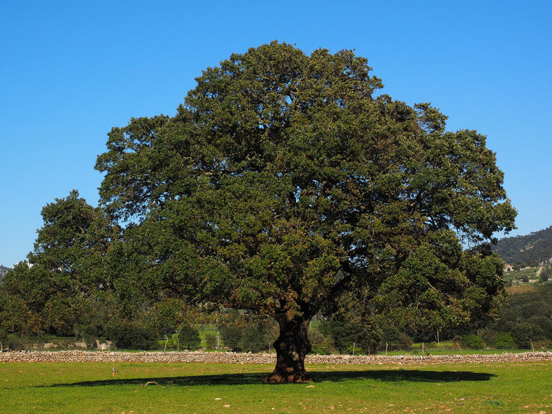 Kafr (Cinnamomum camphora): tradiční použití a důležitá bezpečnost