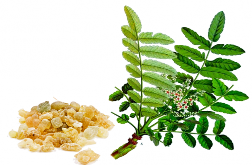 Shallaki: úľava na kĺby pre Kašičane aj Blaváki