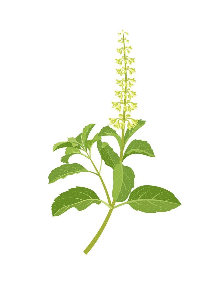 Tulsi: pro vitalitu, dýchací a imunitní systém