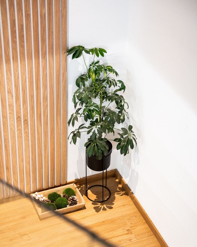 Venku se teď všechno krásně zelená 🌱 Tak tady je připomínka toho, jak to našim panelům parádně sluší s rostlinami 💚...