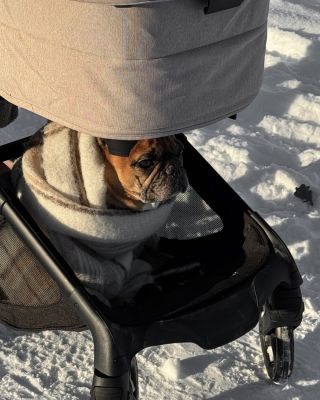 Dog approved. 🐶 Bugaboo Fox 5 Renew si zamilují rodiče, děti i čtyřnozí členové rodiny. A teď se přiznejte, kdo by si to s...