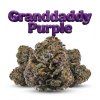 GRANDDADDY PURPLE 60% (Weight 7g)