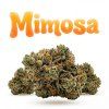 MIMOSA 60% (Weight 7g)