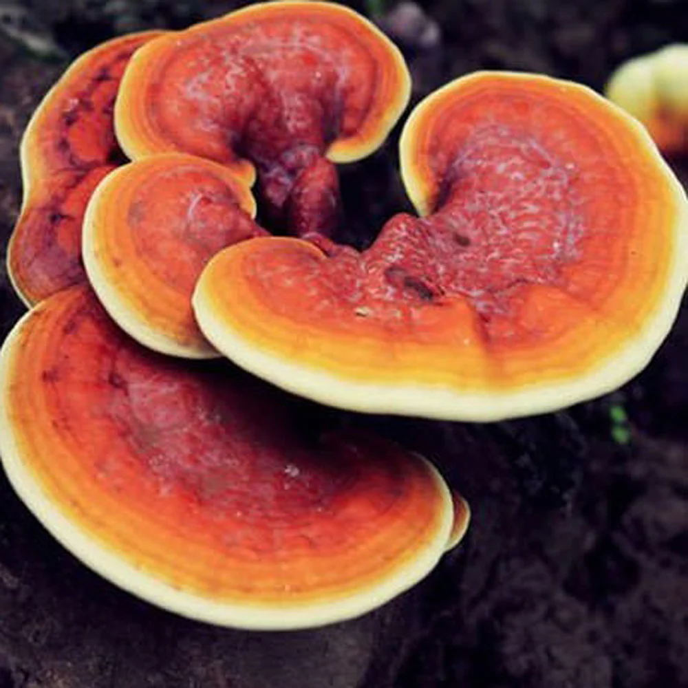 Reishi, a halhatatlanság isteni gombája