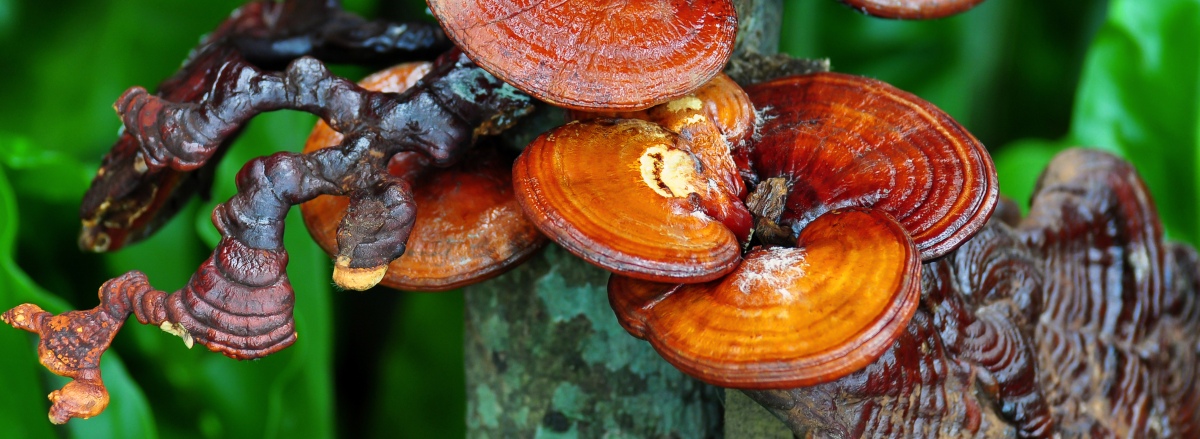 Reishi2