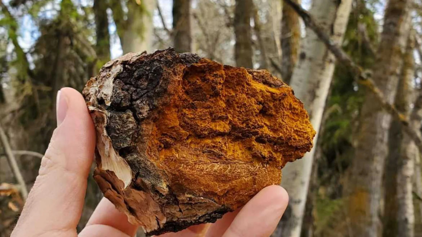 chaga2_1