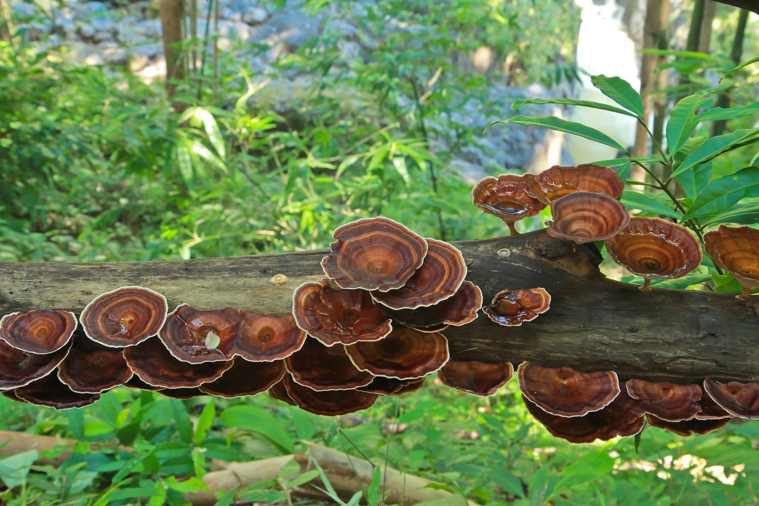 reish-ganoderma