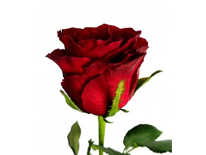 Rudá růže délky 50 cm