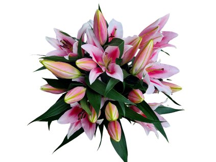 lilie upravene bez napisu