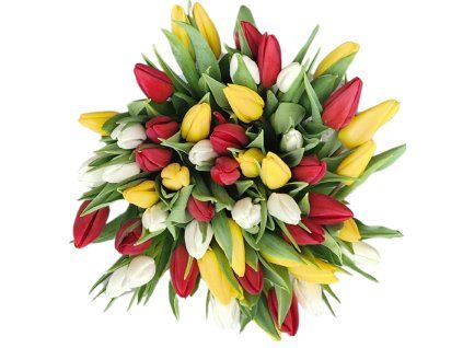 tulip51
