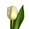 Tulipán bílý
