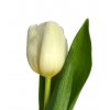 White tulip