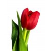 Tulipán červený