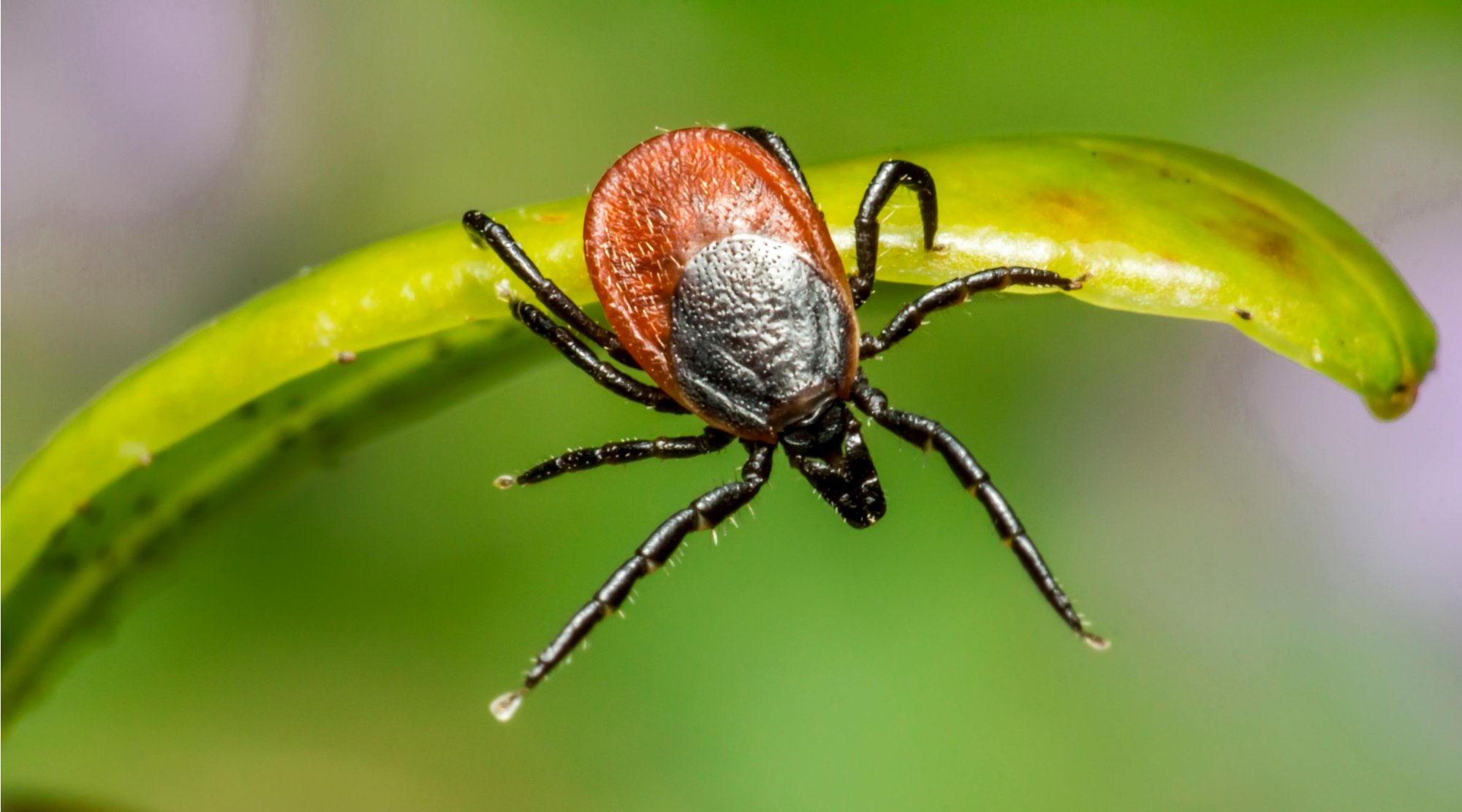 Onemocnění přenášená klíšťaty