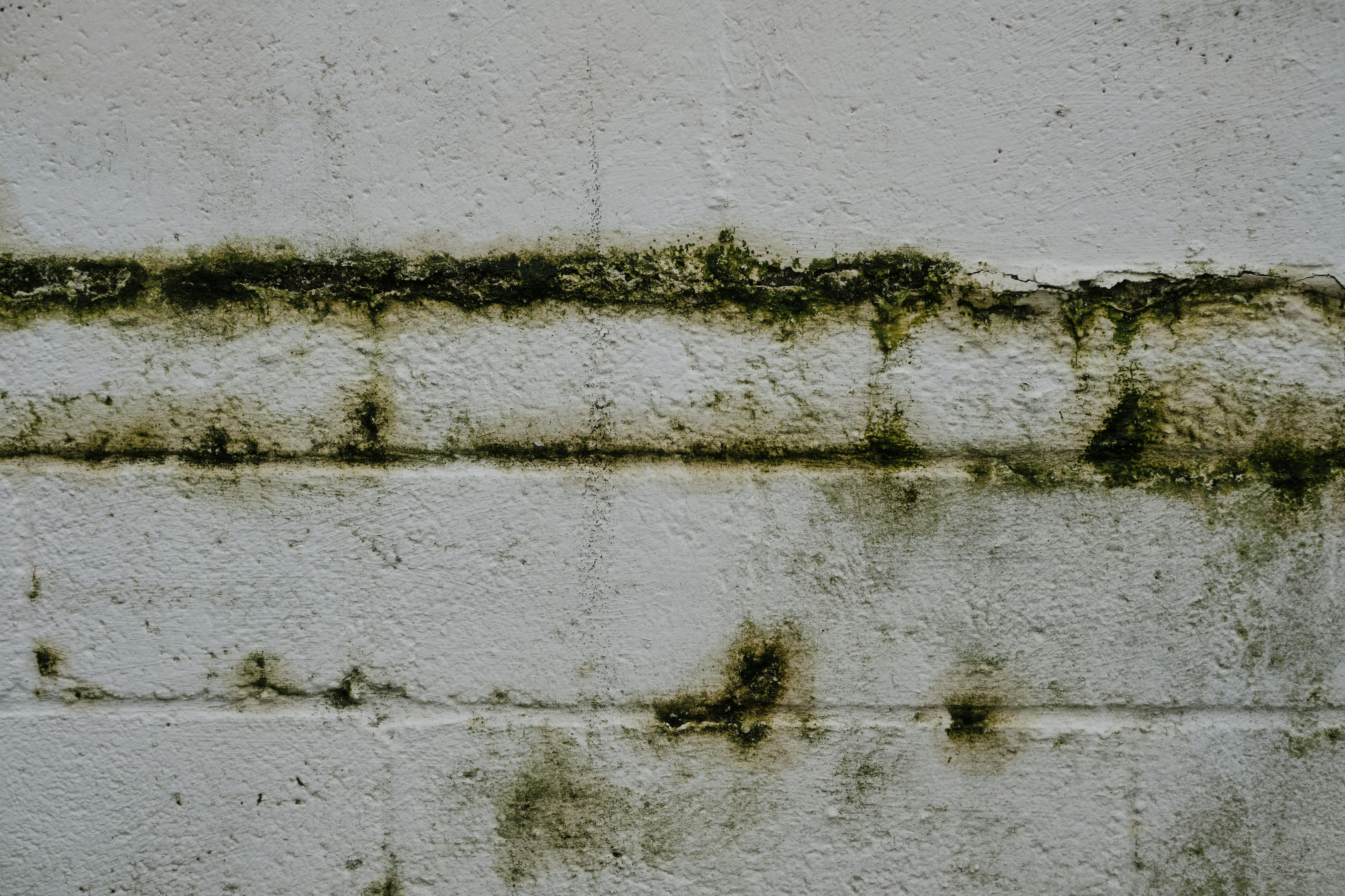 Zbavte se plísní jednou pro vždy s BioRepel chytrou houbou