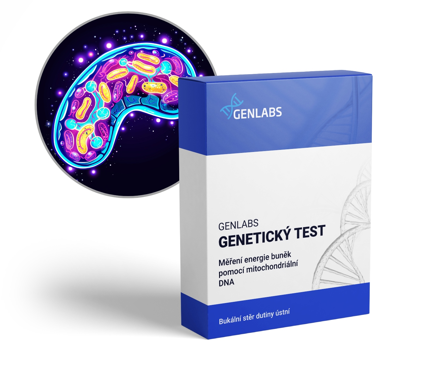 GENLABS 1x  Měření mitochondriální DNA, relativní počet mtDNA