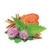9825 5 mycomedica mycomeno v optimalni koncentraci 90 rostlinnych kapsli