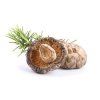 shitake susena.2325775265