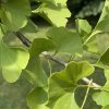 Ginkgo biloba, Ecce Vita, 20 ampulí (300ml)