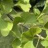 ginkgo rostlina