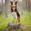 eat small hmyzi konzerva wald2