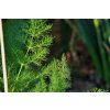 fennel in herb garden