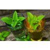 plant flower summer food herb produce 729961 pxherecom
