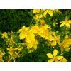 nature grass plant field meadow flower 709644 pxherecom