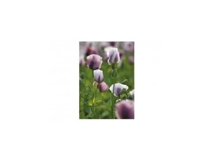 {169583F1 A0EF 434F 9E3F 9C459C3F1A01} M