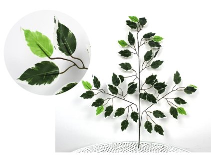 26134 fikus list benjamin bily lem svetly list na koncich 3 ramenny 60 cm