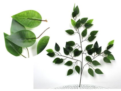 26143 fikus list benjamin se svetlym listem na vrcholu hnede vetve 3 ramenny 60 cm