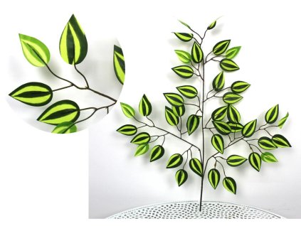 26131 fikus list benjamin se svetlymi avokadovymi pruhy 3 ramenny 60 cm